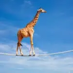 Concept image of the brave giraffe walking on the rope over blue cloudy sky