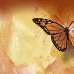 Graphic design of iconic monarch butterfly with bandaged wounded wing against abstract background. Use art for injured, hurt, rehabilitation or medical recovery metaphor themes