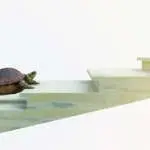 moving turtle wants to climb on the stairs concept composition