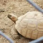 Sulcata tortoise or African tortoise crawling on the floor in farm.