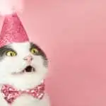 Surprised fold cat in a party birthday hat on a pink background, copy space.