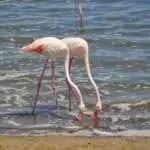 Two flamingos looking for food on the shore in Lo Pagán, Murcia, Spain
