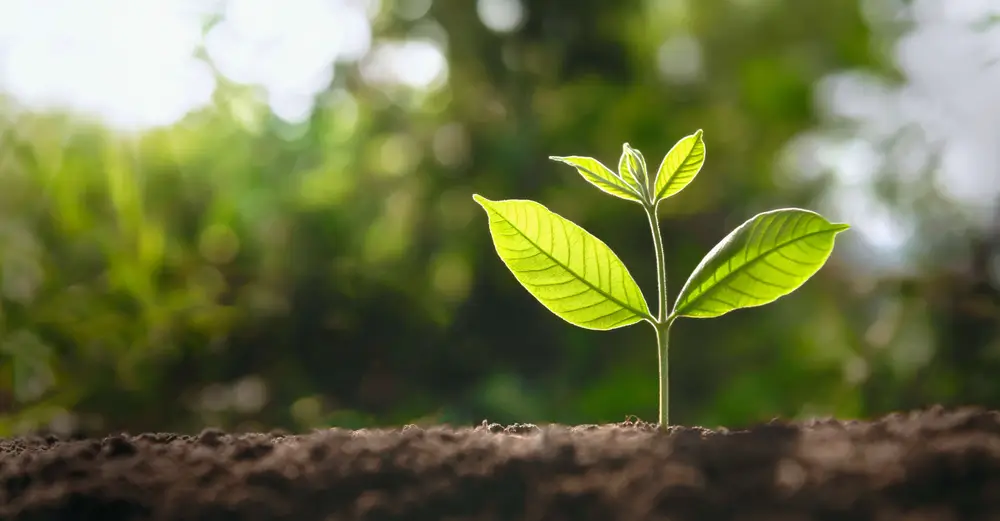 small tree growing with sunshine in garden. eco concept